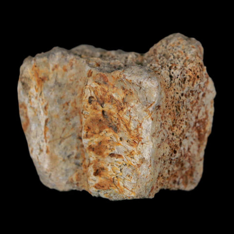 1.5" Triceratops Fossil Frill With Blood Grooves Lance Creek FM Cretaceous Dinosaur WY - Fossil Age Minerals