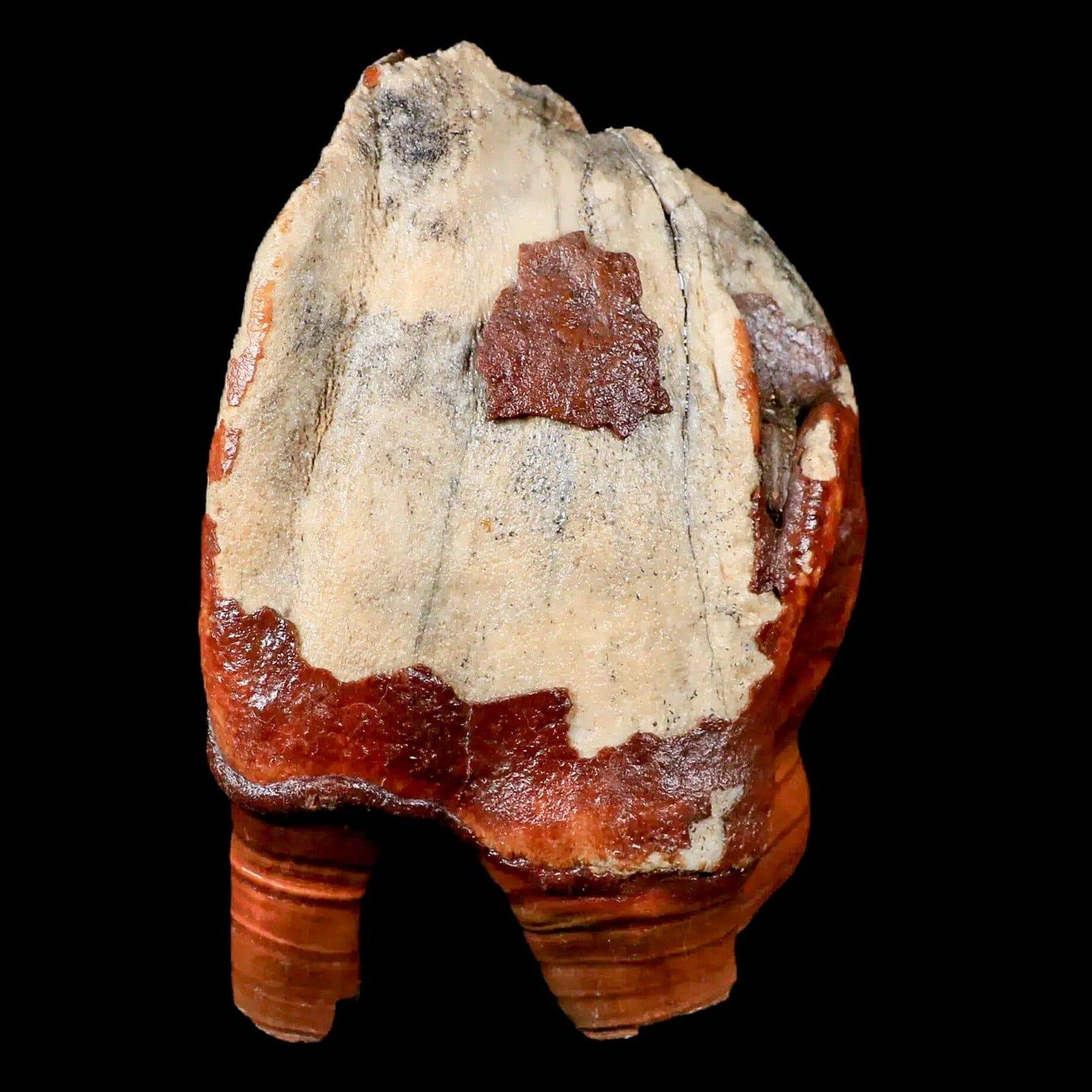 3.9" Woolly Rhinoceros Fossil Rooted Tooth Pleistocene Age Megafauna Russia COA - Fossil Age Minerals
