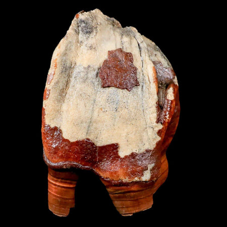 3.9" Woolly Rhinoceros Fossil Rooted Tooth Pleistocene Age Megafauna Russia COA