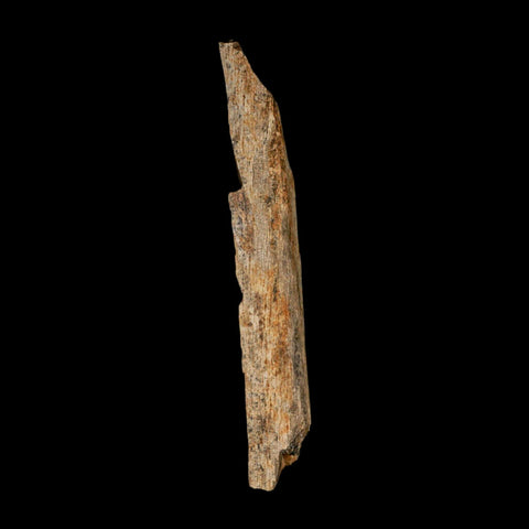 6.7" Corythosaurus Fossil Limb Bone Section Judith River Cretaceous Dinosaur COA - Fossil Age Minerals