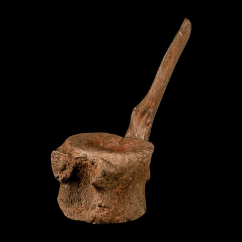 10.5" Hadrosaur Dinosaur Fossil Vertebrae Bone Hell Creek FM MT COA Metal Stand