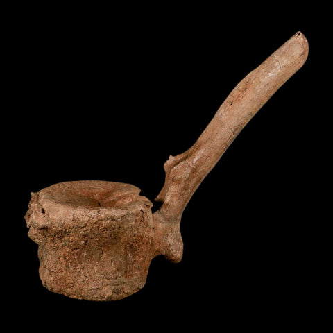 10.5" Hadrosaur Dinosaur Fossil Vertebrae Bone Hell Creek FM MT COA Metal Stand