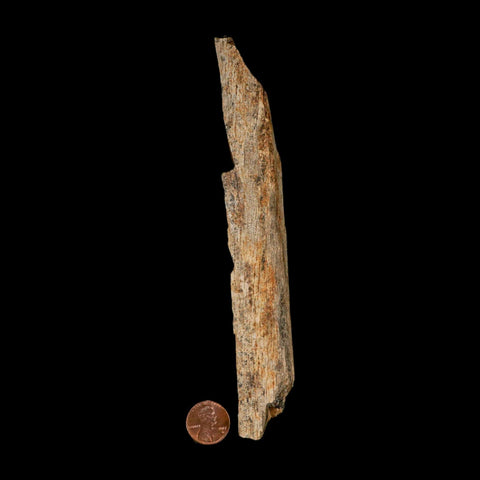 6.7" Corythosaurus Fossil Limb Bone Section Judith River Cretaceous Dinosaur COA - Fossil Age Minerals