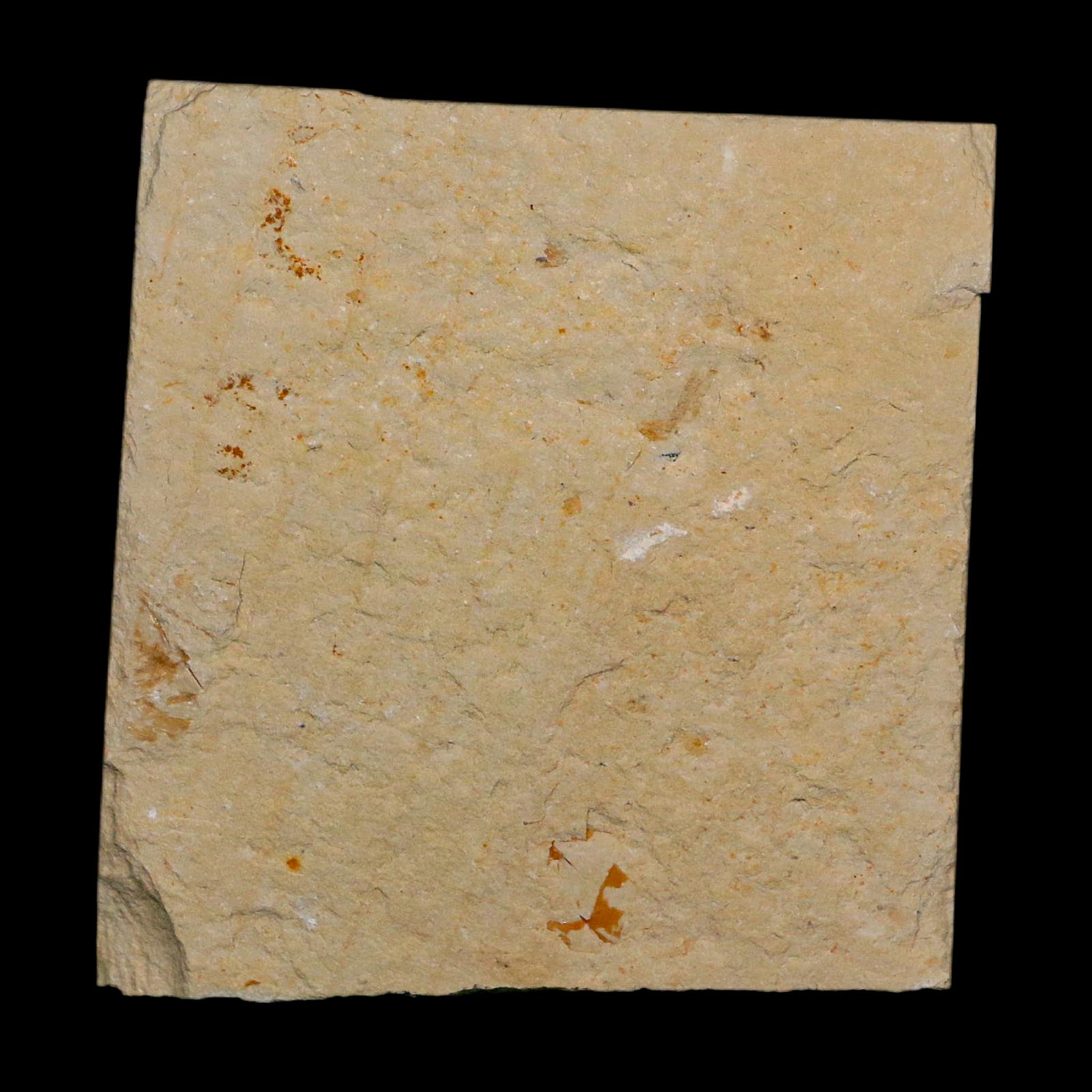 2" Fossil Shrimp Carpopenaeus Cretaceous Age 100 Mil Yrs Old Lebanon COA