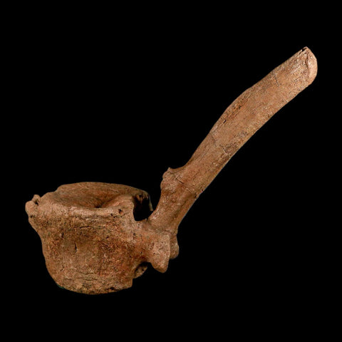 10.5" Hadrosaur Dinosaur Fossil Vertebrae Bone Hell Creek FM MT COA Metal Stand