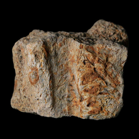 1.5" Triceratops Fossil Frill With Blood Grooves Lance Creek FM Cretaceous Dinosaur WY - Fossil Age Minerals