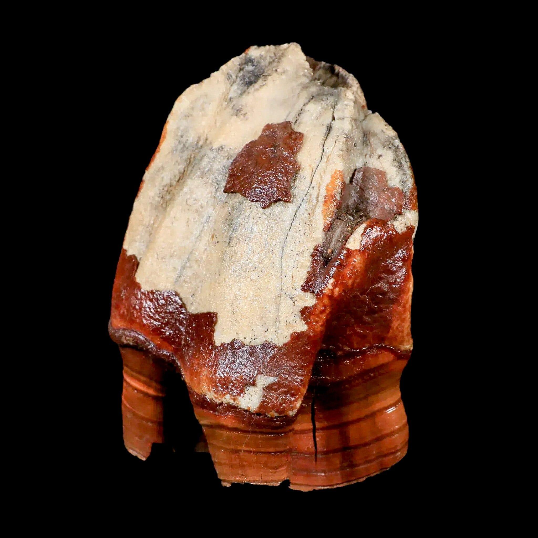 3.9" Woolly Rhinoceros Fossil Rooted Tooth Pleistocene Age Megafauna Russia COA - Fossil Age Minerals