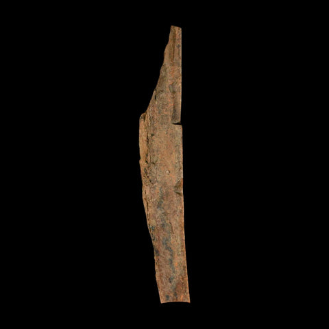 6.7" Corythosaurus Fossil Limb Bone Section Judith River Cretaceous Dinosaur COA - Fossil Age Minerals