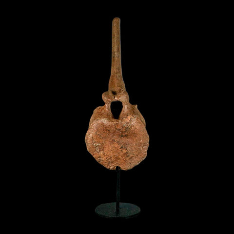 10.5" Hadrosaur Dinosaur Fossil Vertebrae Bone Hell Creek FM MT COA Metal Stand