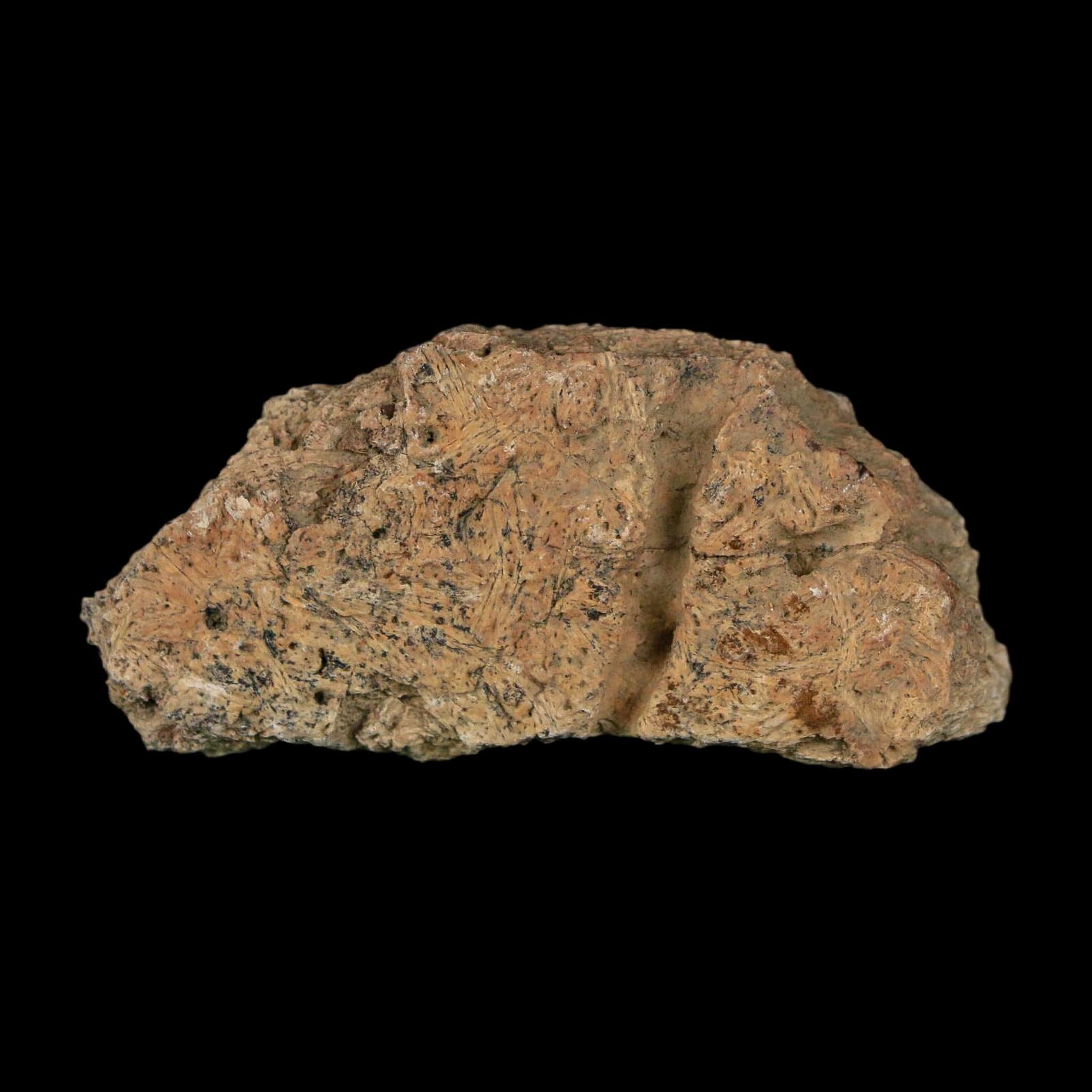 2" Triceratops Fossil Frill With Blood Grooves Lance Creek FM Cretaceous Dinosaur WY - Fossil Age Minerals