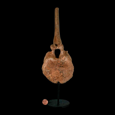 10.5" Hadrosaur Dinosaur Fossil Vertebrae Bone Hell Creek FM MT COA Metal Stand