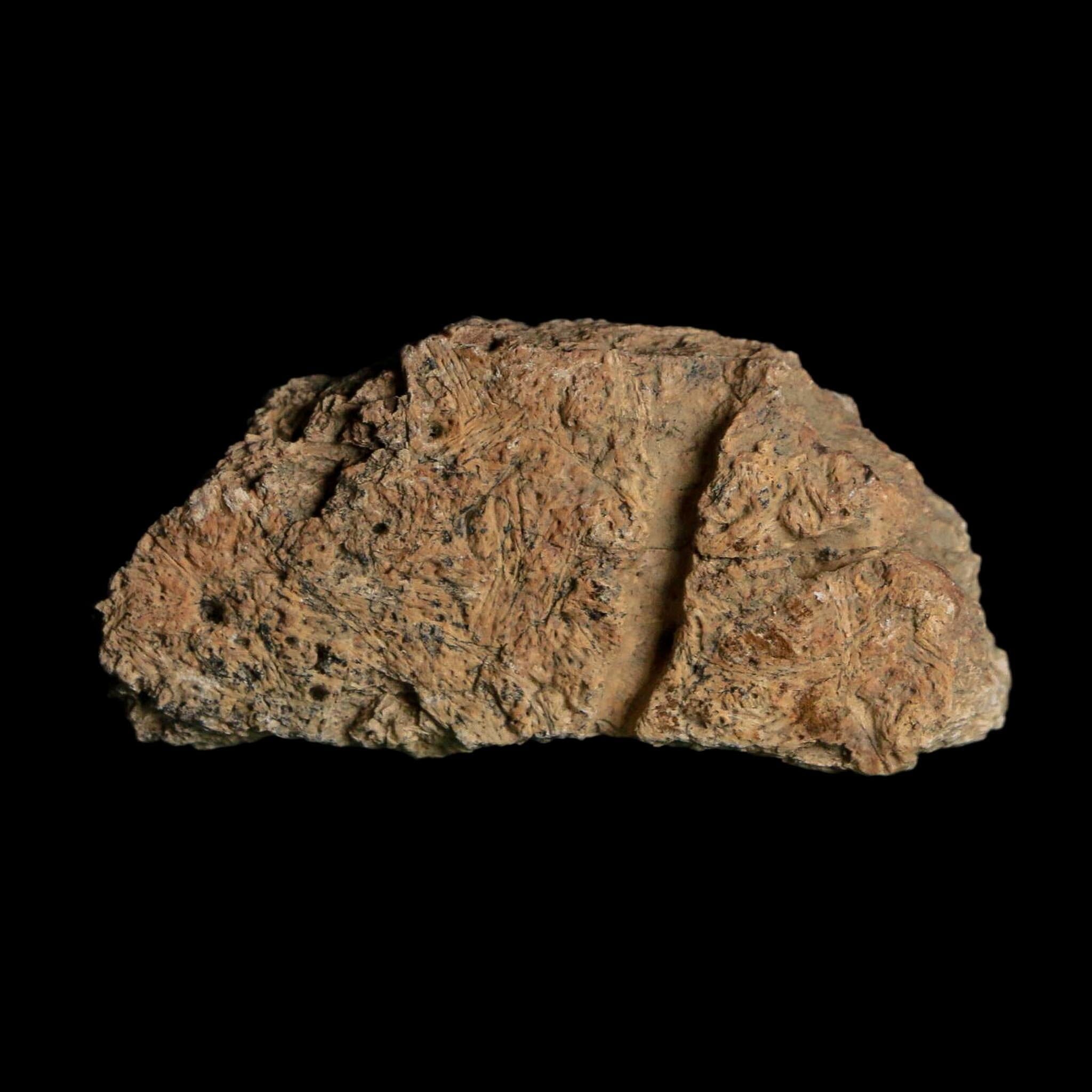 2" Triceratops Fossil Frill With Blood Grooves Lance Creek FM Cretaceous Dinosaur WY - Fossil Age Minerals