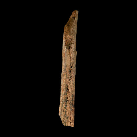 6.7" Corythosaurus Fossil Limb Bone Section Judith River Cretaceous Dinosaur COA - Fossil Age Minerals