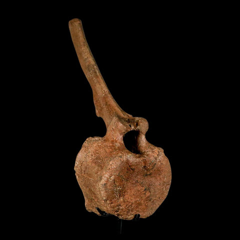 10.5" Hadrosaur Dinosaur Fossil Vertebrae Bone Hell Creek FM MT COA Metal Stand