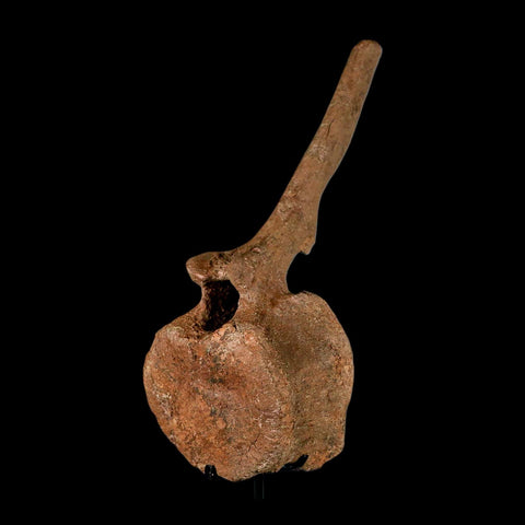 10.5" Hadrosaur Dinosaur Fossil Vertebrae Bone Hell Creek FM MT COA Metal Stand