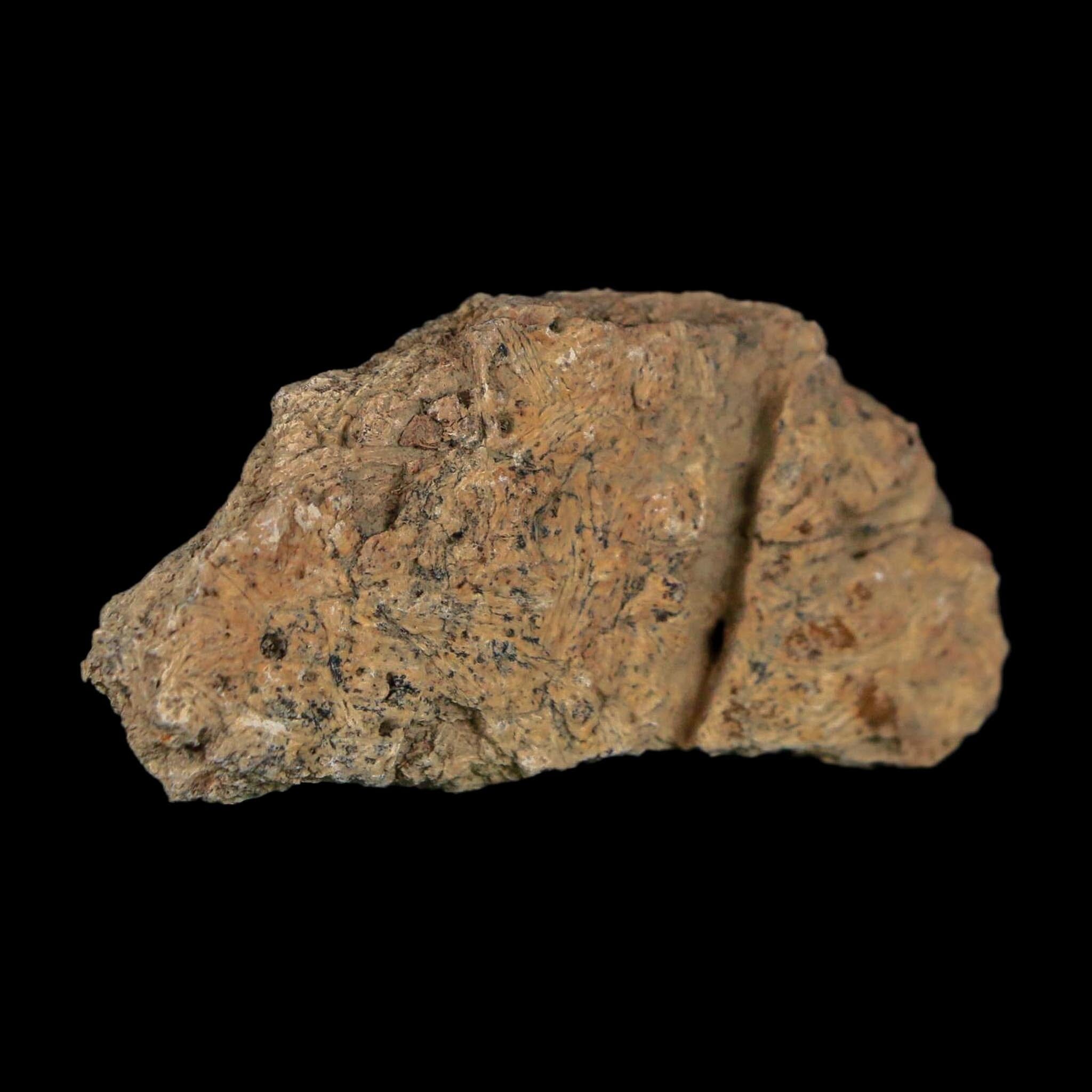 2" Triceratops Fossil Frill With Blood Grooves Lance Creek FM Cretaceous Dinosaur WY - Fossil Age Minerals