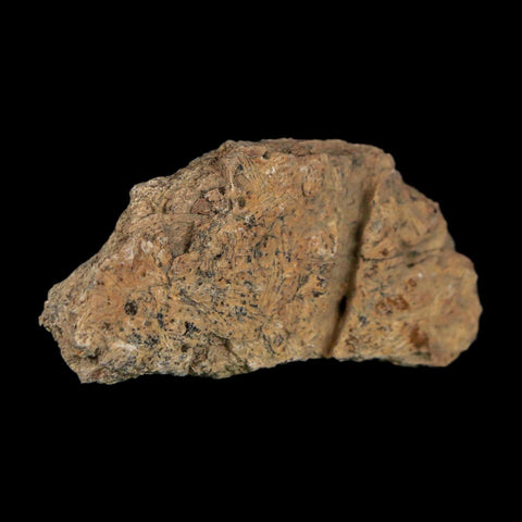 2" Triceratops Fossil Frill With Blood Grooves Lance Creek FM Cretaceous Dinosaur WY - Fossil Age Minerals