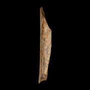 6.7" Corythosaurus Fossil Limb Bone Section Judith River Cretaceous Dinosaur COA