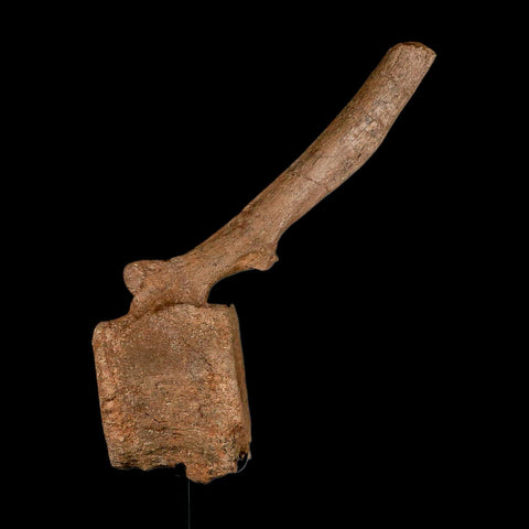 10.5" Hadrosaur Dinosaur Fossil Vertebrae Bone Hell Creek FM MT COA Metal Stand