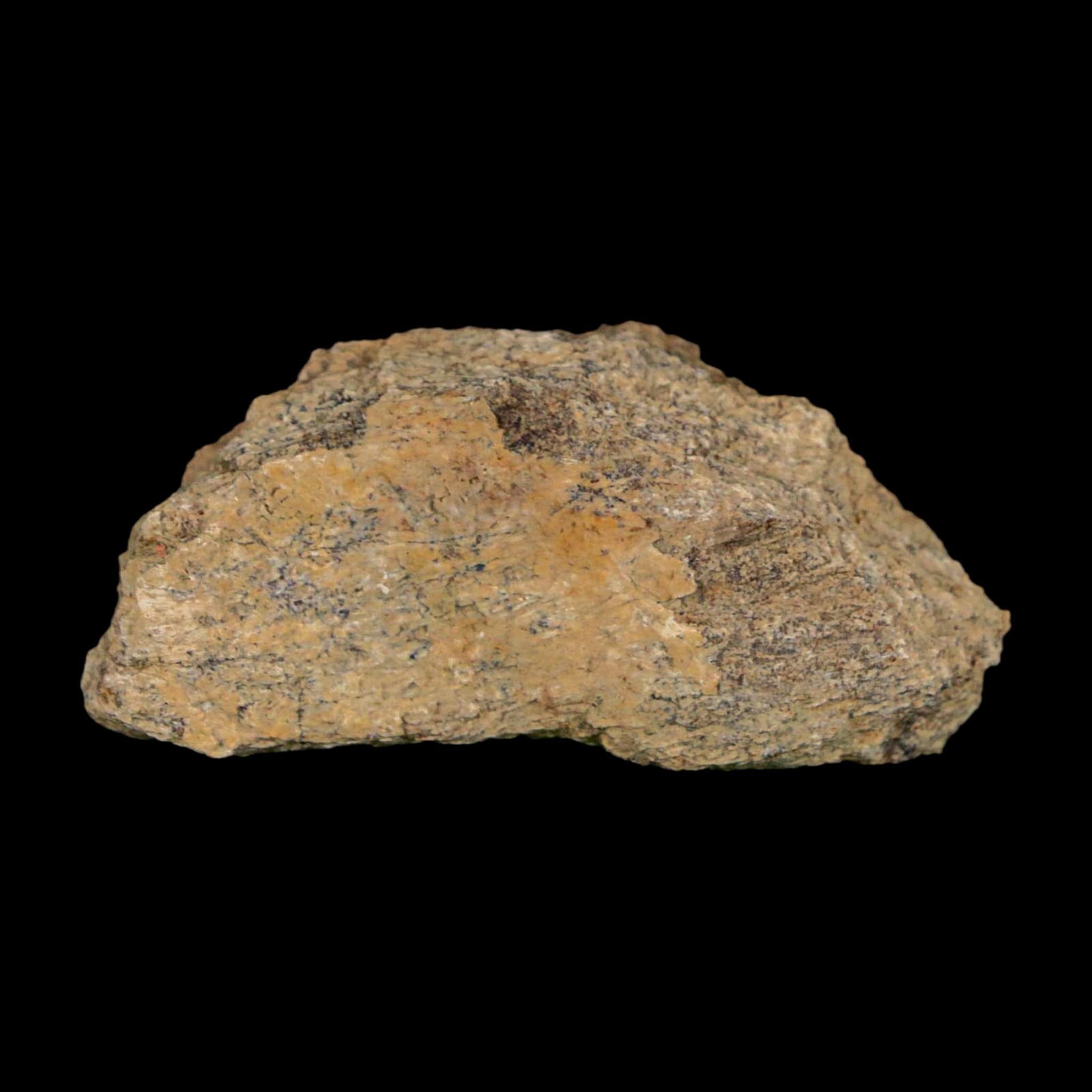 2" Triceratops Fossil Frill With Blood Grooves Lance Creek FM Cretaceous Dinosaur WY - Fossil Age Minerals