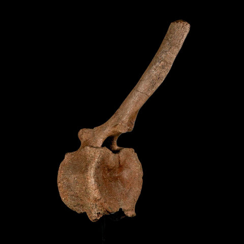 10.5" Hadrosaur Dinosaur Fossil Vertebrae Bone Hell Creek FM MT COA Metal Stand