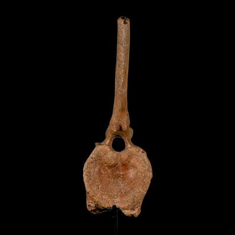 10.5" Hadrosaur Dinosaur Fossil Vertebrae Bone Hell Creek FM MT COA Metal Stand