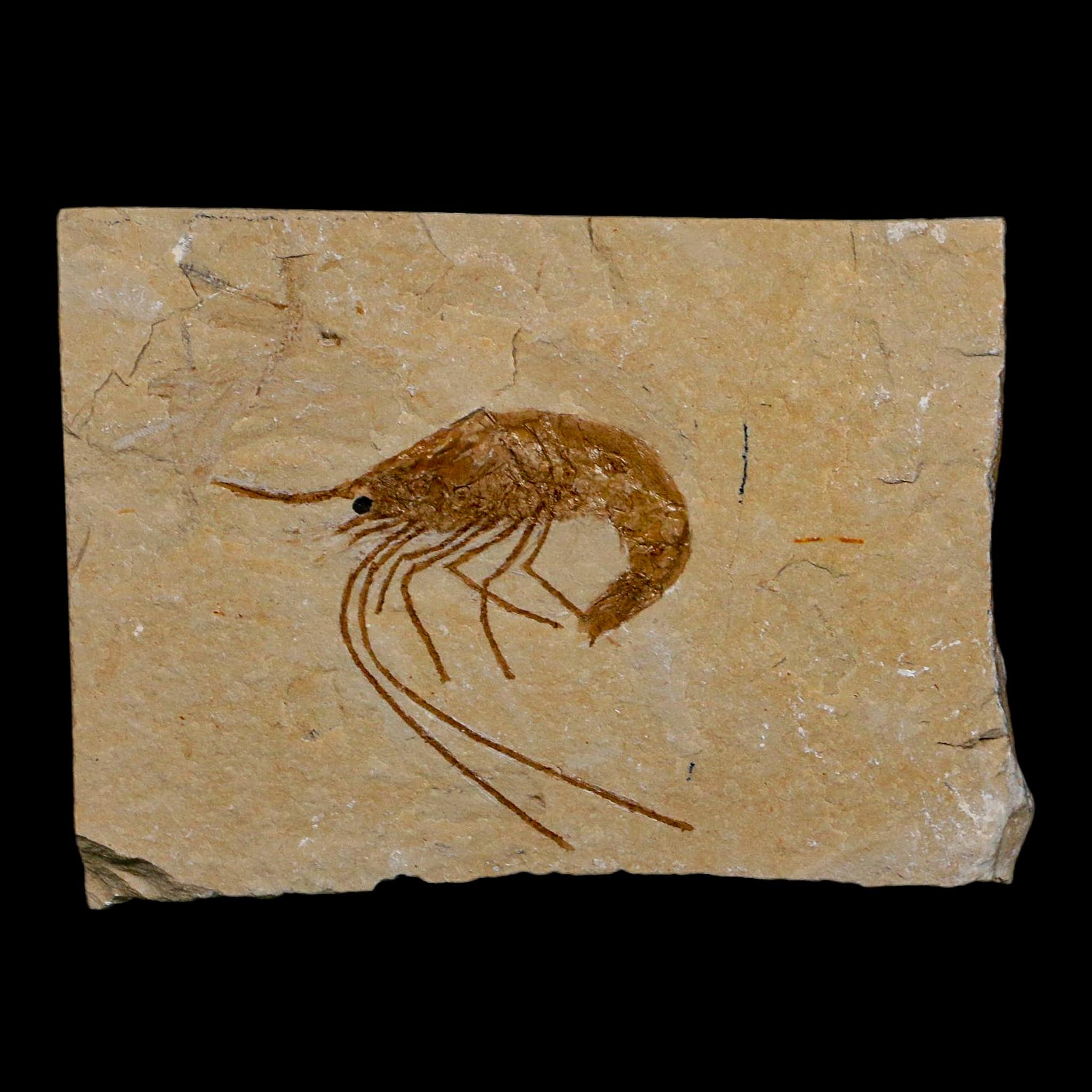 1.6" Fossil Shrimp Carpopenaeus Cretaceous Age 100 Mil Yrs Old Lebanon COA