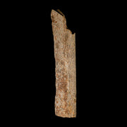 6.8" Corythosaurus Fossil Limb Bone Section Judith River Cretaceous Dinosaur COA