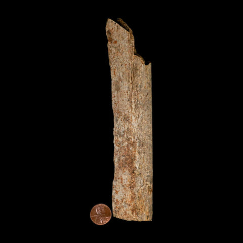 6.8" Corythosaurus Fossil Limb Bone Section Judith River Cretaceous Dinosaur COA - Fossil Age Minerals