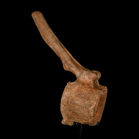 10.5" Hadrosaur Dinosaur Fossil Vertebrae Bone Hell Creek FM MT COA Metal Stand