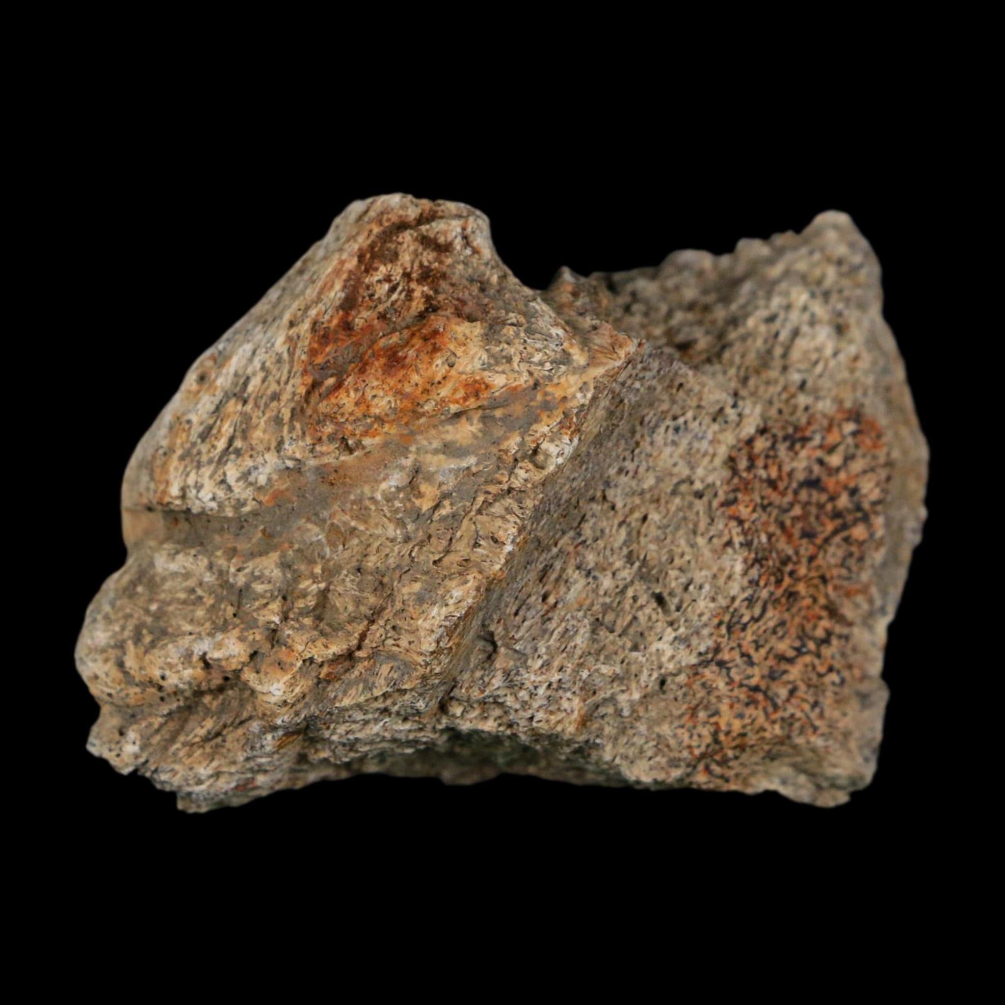 1.8" Triceratops Fossil Frill With Blood Grooves Lance Creek FM Cretaceous Dinosaur WY - Fossil Age Minerals