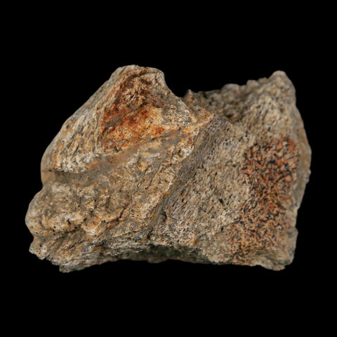 1.8" Triceratops Fossil Frill With Blood Grooves Lance Creek FM Cretaceous Dinosaur WY - Fossil Age Minerals