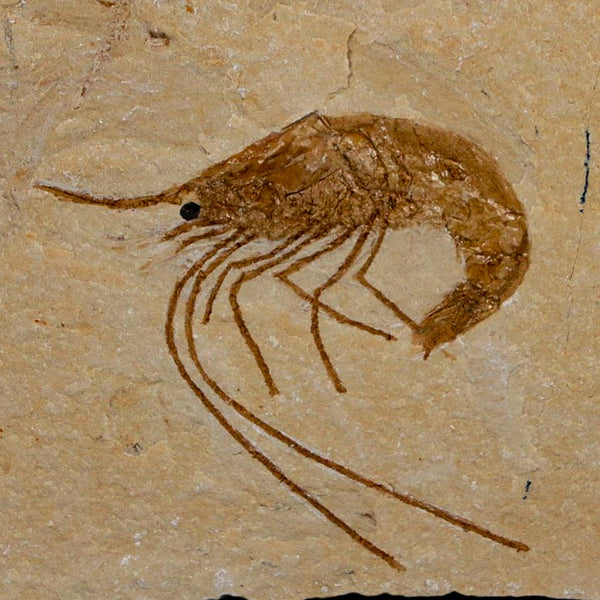 1.6
