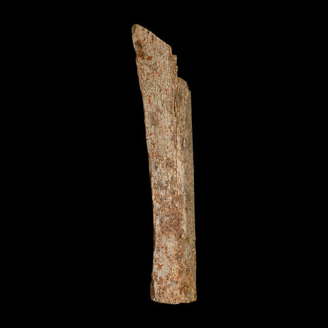 6.8" Corythosaurus Fossil Limb Bone Section Judith River Cretaceous Dinosaur COA - Fossil Age Minerals