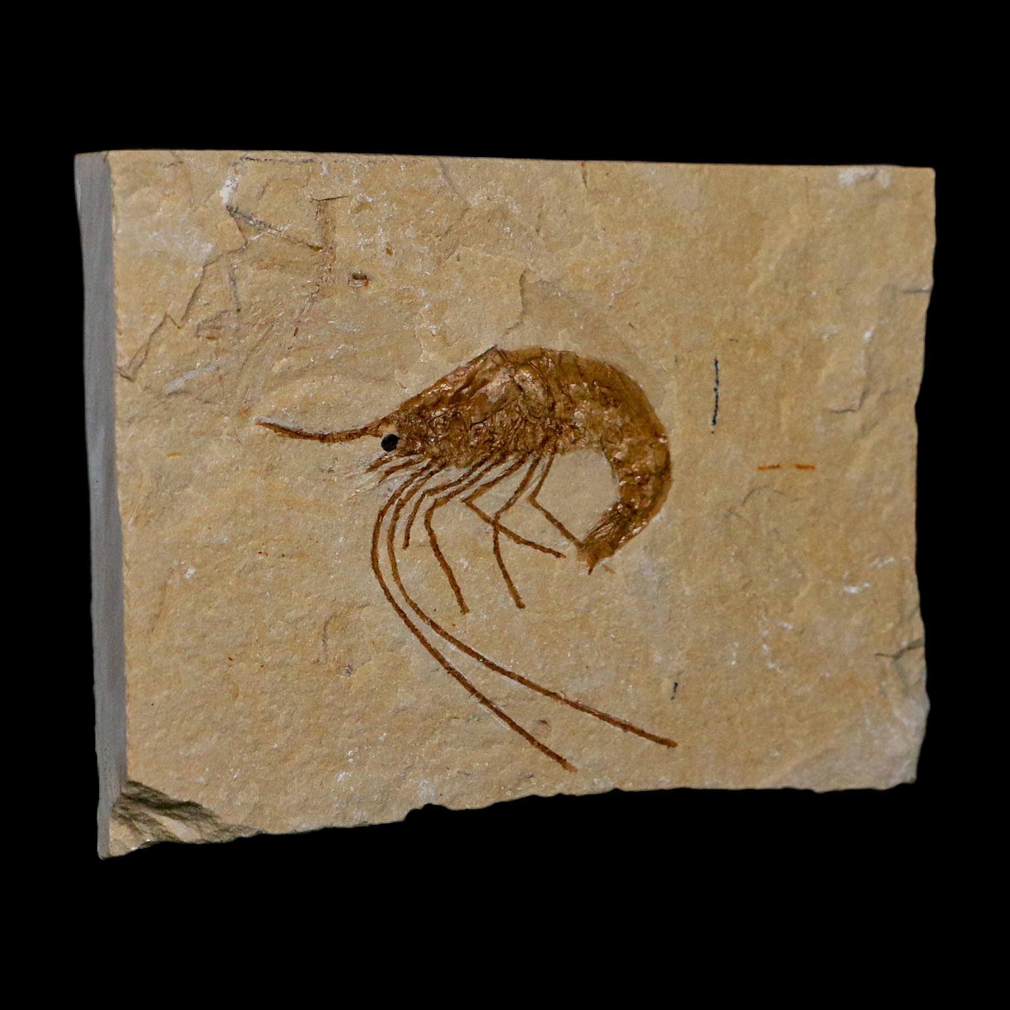 1.6" Fossil Shrimp Carpopenaeus Cretaceous Age 100 Mil Yrs Old Lebanon COA