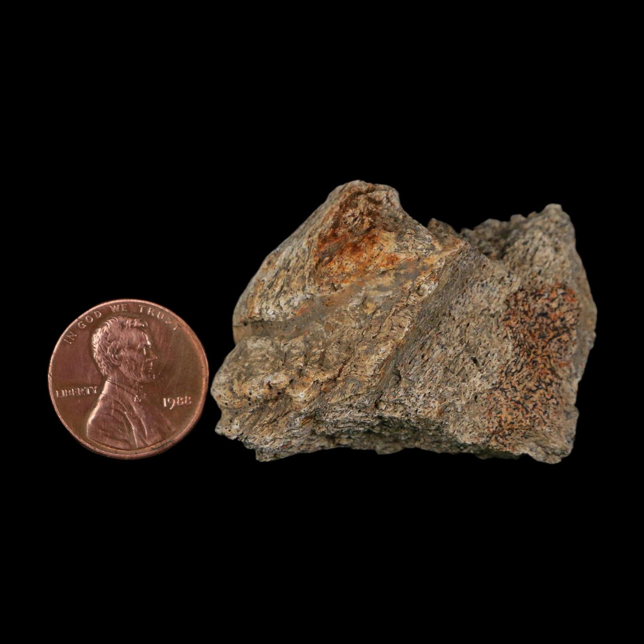 1.8" Triceratops Fossil Frill With Blood Grooves Lance Creek FM Cretaceous Dinosaur WY - Fossil Age Minerals