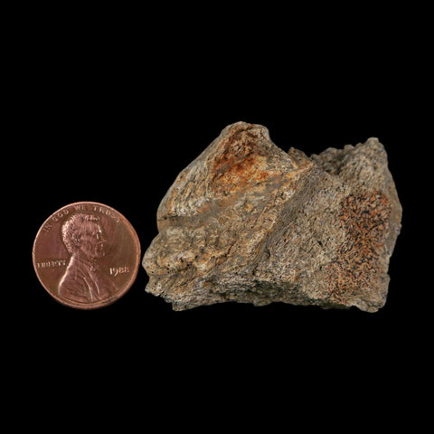 1.8" Triceratops Fossil Frill With Blood Grooves Lance Creek FM Cretaceous Dinosaur WY - Fossil Age Minerals