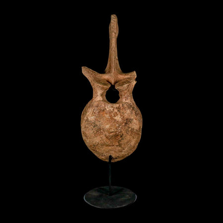 XL 16.5" Hadrosaur Dinosaur Fossil Vertebrae Bone Hell Creek FM MT COA Metal Stand