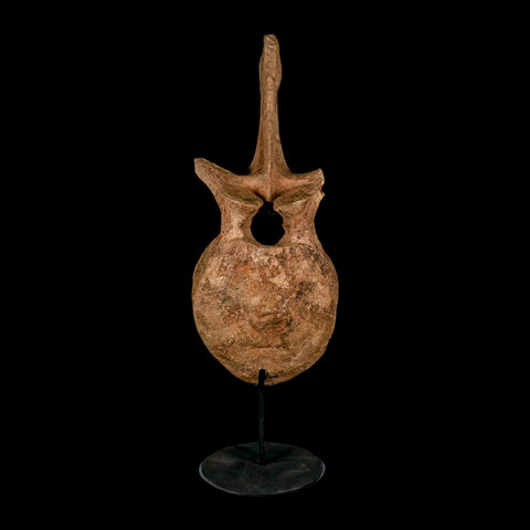 XL 16.5" Hadrosaur Dinosaur Fossil Vertebrae Bone Hell Creek FM MT COA Metal Stand