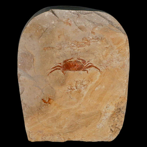 1.4" Fossil Crab Pinnixa Galliheri Pea Crab Monterey Cty San Luis Obispo Miocene Epoch - Fossil Age Minerals