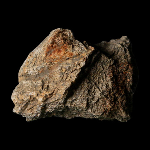 1.8" Triceratops Fossil Frill With Blood Grooves Lance Creek FM Cretaceous Dinosaur WY - Fossil Age Minerals