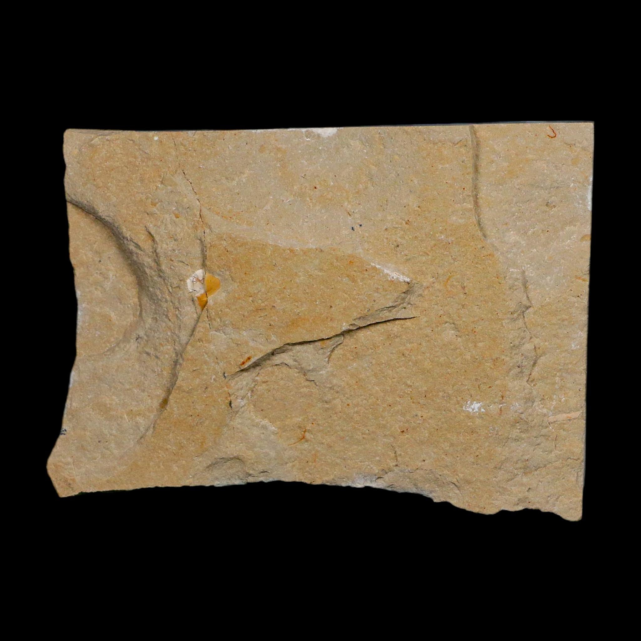 1.6" Fossil Shrimp Carpopenaeus Cretaceous Age 100 Mil Yrs Old Lebanon COA