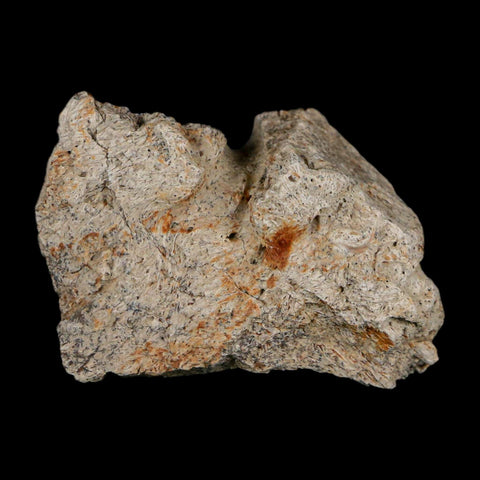 1.8" Triceratops Fossil Frill With Blood Grooves Lance Creek FM Cretaceous Dinosaur WY - Fossil Age Minerals