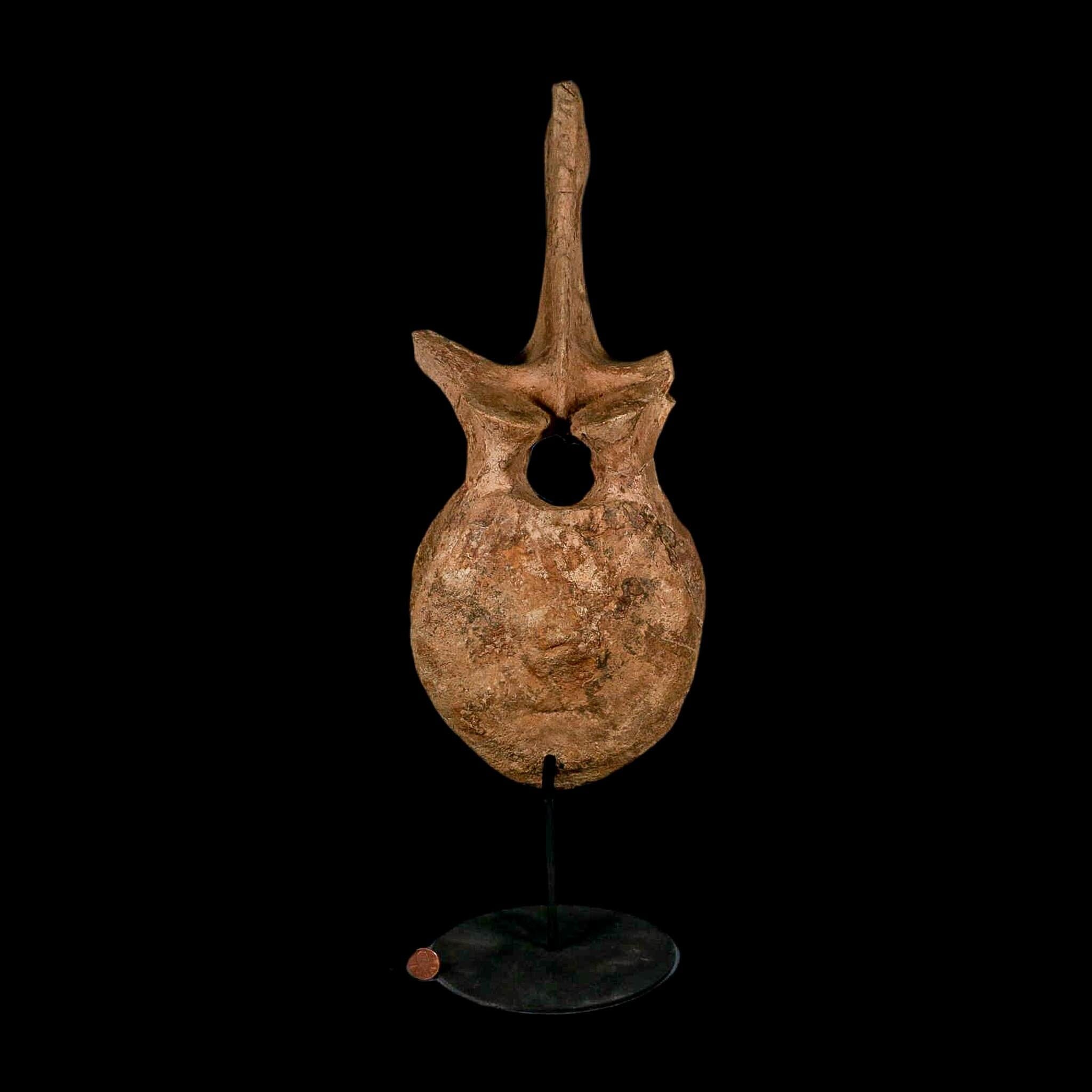 XL 16.5" Hadrosaur Dinosaur Fossil Vertebrae Bone Hell Creek FM MT COA Metal Stand - Fossil Age Minerals