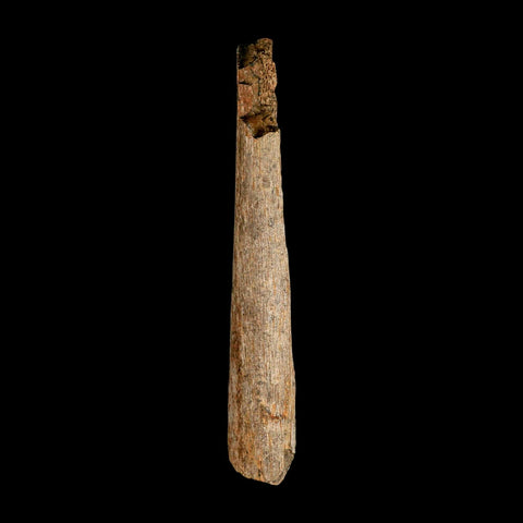 6.8" Corythosaurus Fossil Limb Bone Section Judith River Cretaceous Dinosaur COA - Fossil Age Minerals