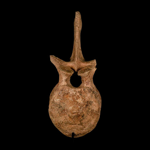 XL 16.5" Hadrosaur Dinosaur Fossil Vertebrae Bone Hell Creek FM MT COA Metal Stand