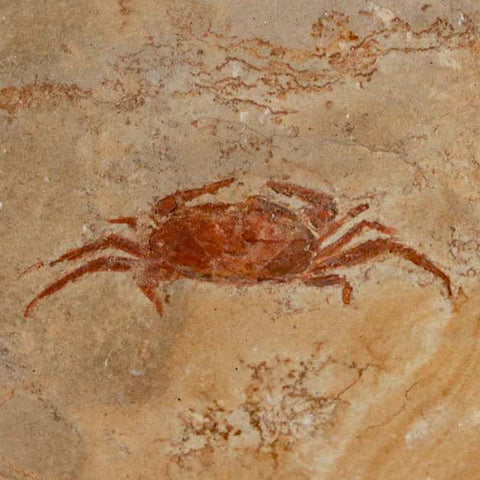 1.4" Fossil Crab Pinnixa Galliheri Pea Crab Monterey Cty San Luis Obispo Miocene Epoch - Fossil Age Minerals