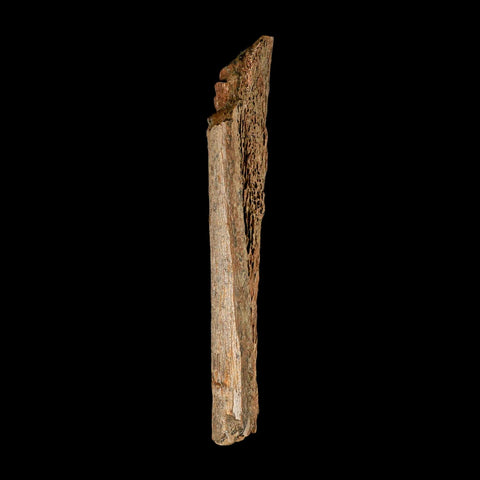 6.8" Corythosaurus Fossil Limb Bone Section Judith River Cretaceous Dinosaur COA - Fossil Age Minerals