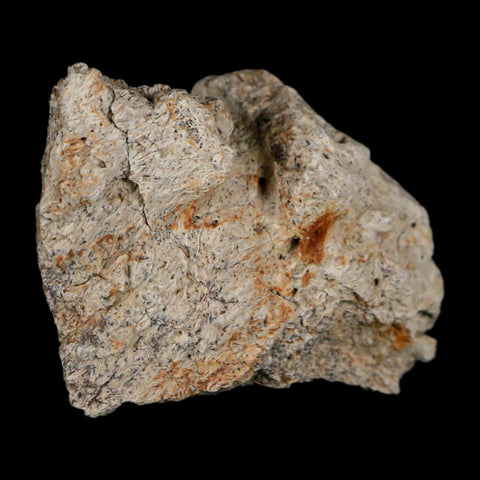 1.8" Triceratops Fossil Frill With Blood Grooves Lance Creek FM Cretaceous Dinosaur WY - Fossil Age Minerals