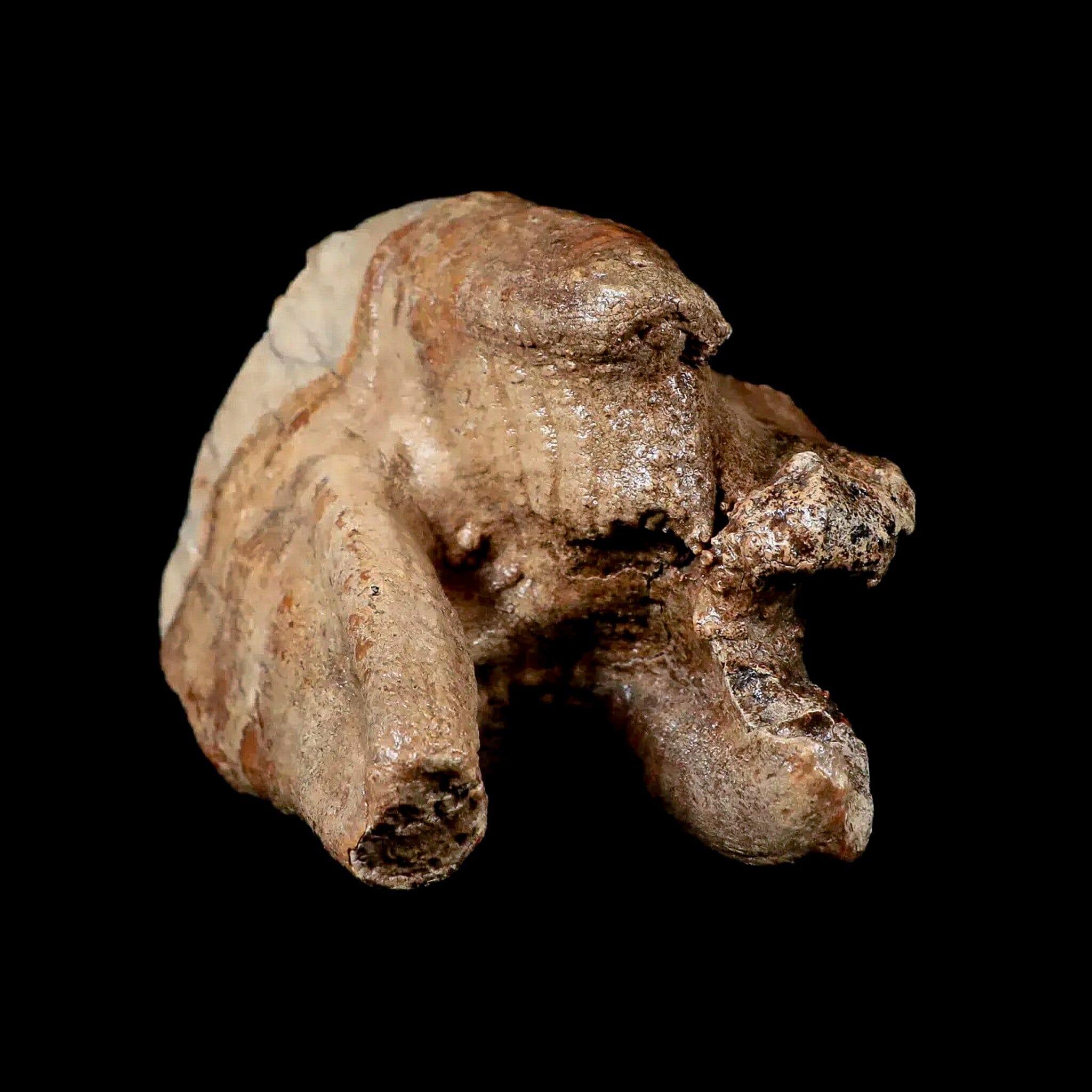 3.8" Woolly Rhinoceros Fossil Rooted Tooth Pleistocene Age Megafauna Russia COA - Fossil Age Minerals